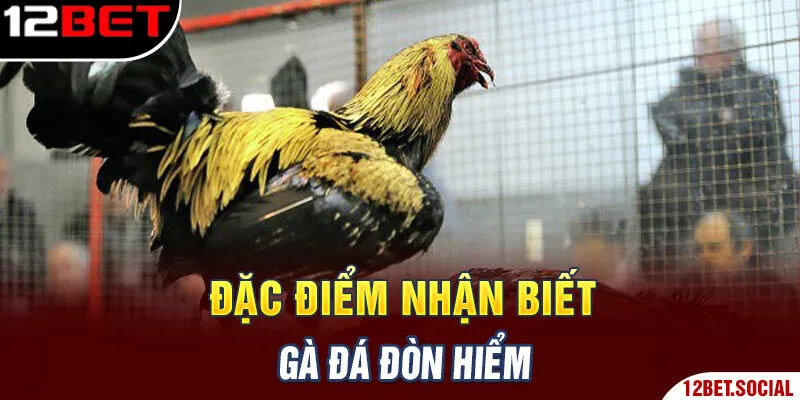 Đặc điểm nhận biết gà đá đòn hiểm Đặc điểm nhận biết gà đá đòn hiểm