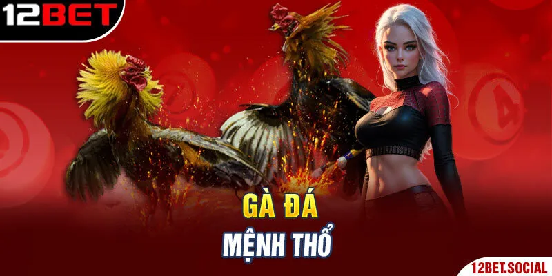 Gà đá mệnh Thổ Gà đá mệnh Thổ