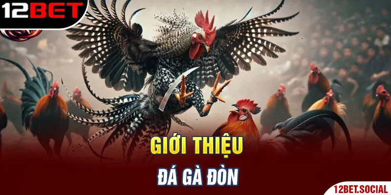 Giới thiệu đá gà đòn Giới thiệu đá gà đòn