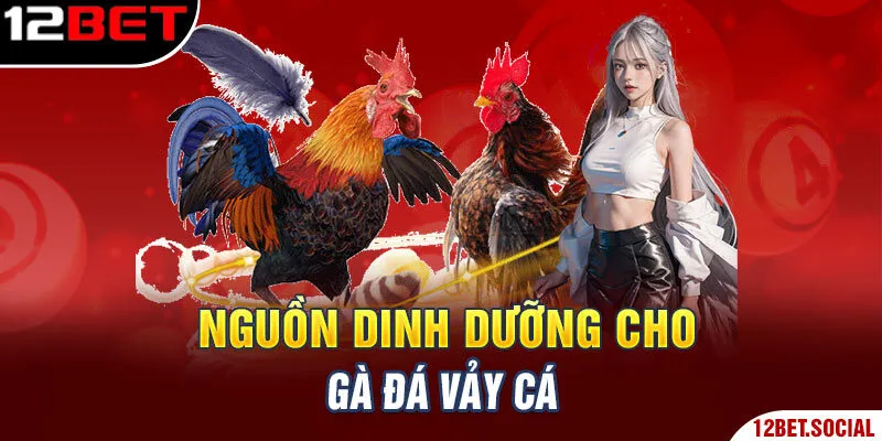 Nguồn dinh dưỡng cho gà đá vảy cá Nguồn dinh dưỡng cho gà đá vảy cá