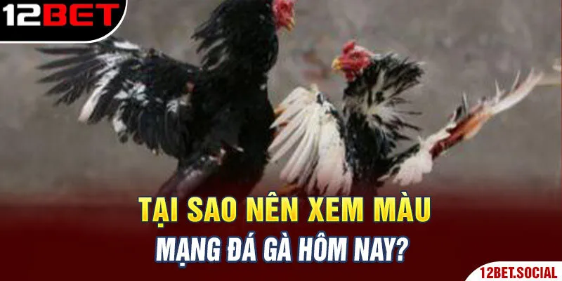 Tại sao nên xem màu mạng đá gà hôm nay? Tại sao nên xem màu mạng đá gà hôm nay?